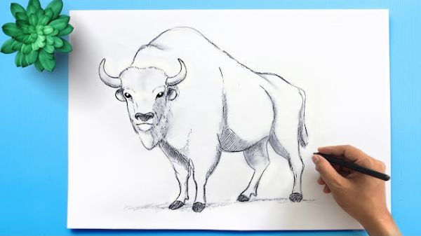 American Bison Drawing Tutorial &Sketches For Kids