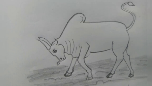 Angry Ox Pencil Drawing For Kids