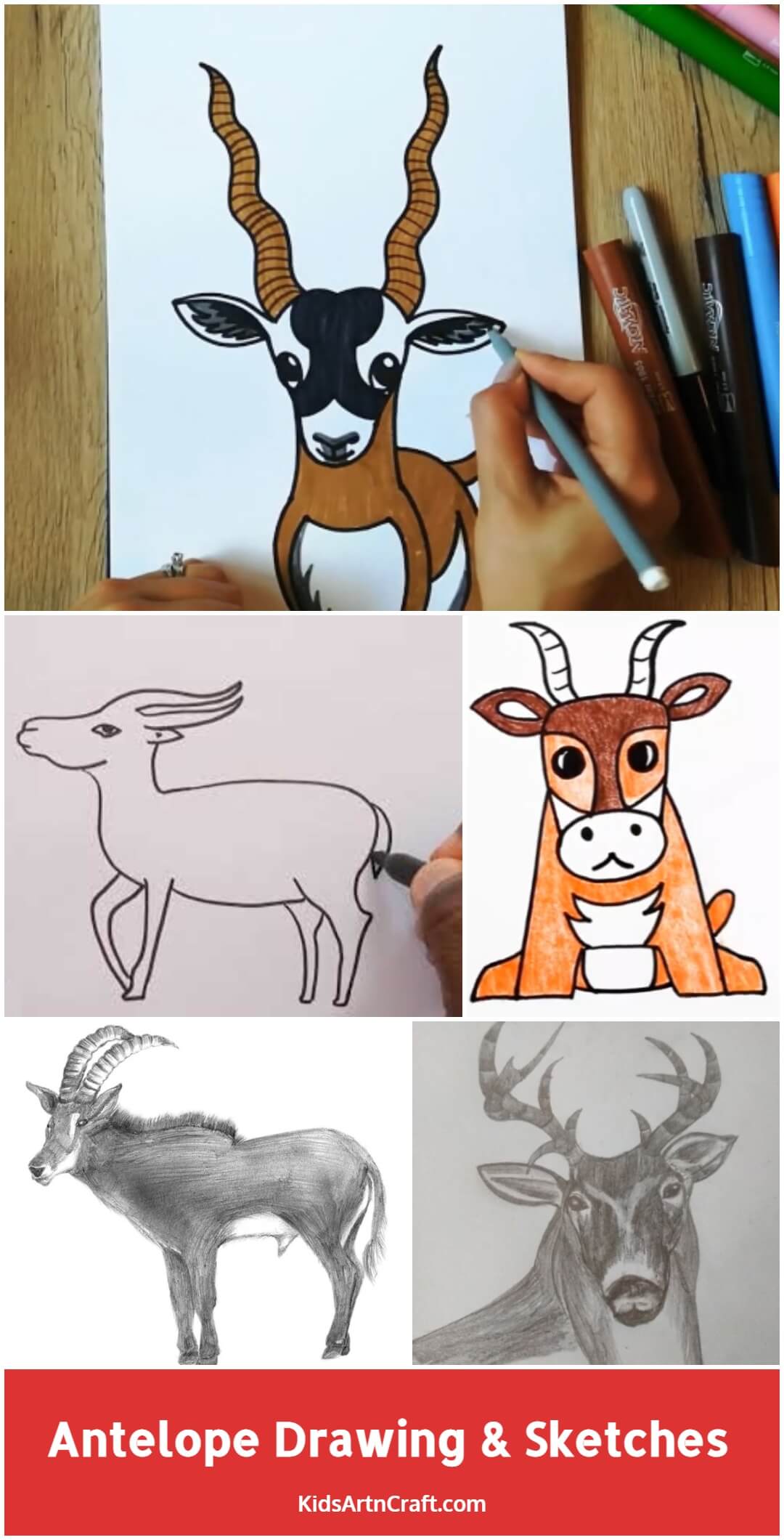 Antelope Drawing & Sketches  For Kids