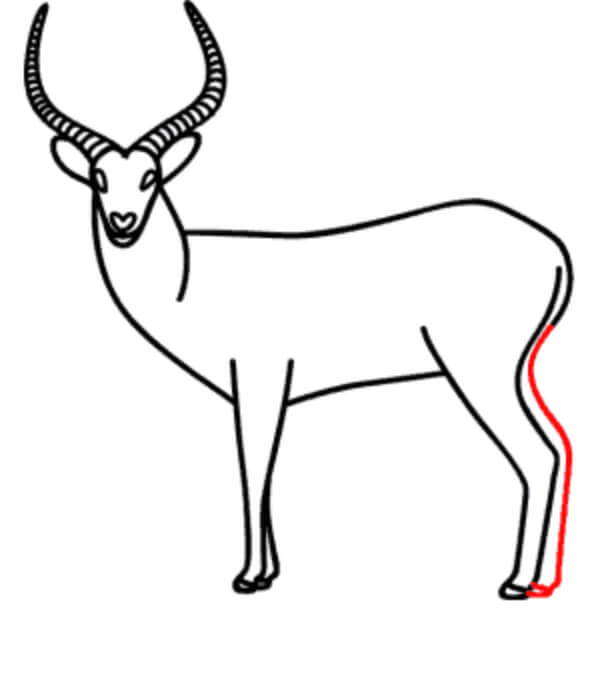 Antelope Drawing & Sketches For Kids Antelope Drawing Tutorials For Kids