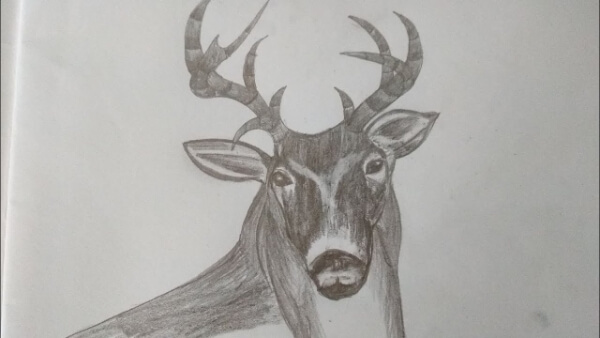 Antelope Drawing & Sketches For Kids