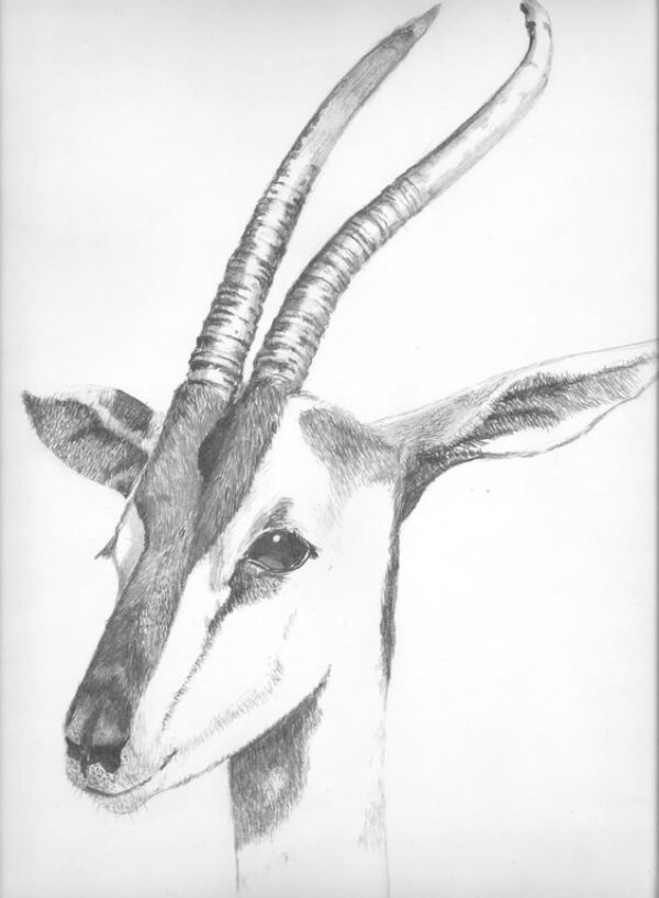 Antelope Pencil Drawing Art