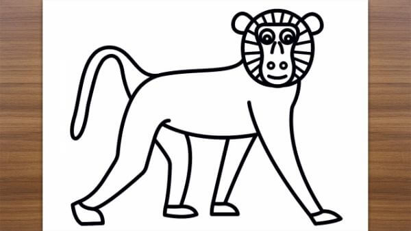 Baboon Drawing & Coloring Page