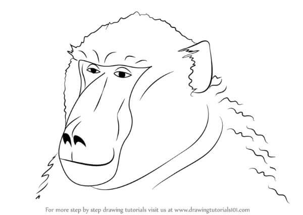 Baboon Drawing Face Instruction