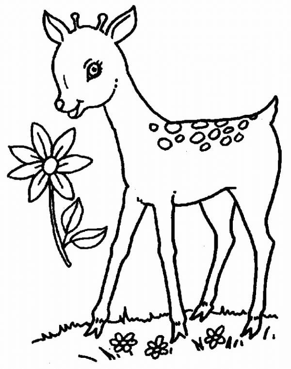 Baby Deer Coloring Page For Preschoolers