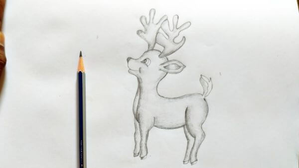 Baby Deer Pencil Drawing & Sketch For Kids
