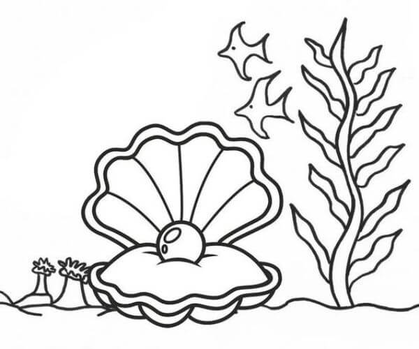 Beautiful Oyster Drawing Coloring Page For Kids