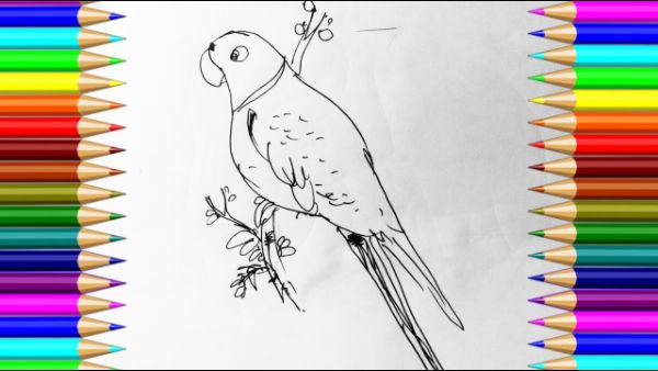 Beautiful Parrot Drawing Tutorial Step By Step