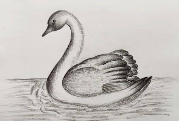 Beautiful Swan Pencil Drawing Sketches With Shading For Kids