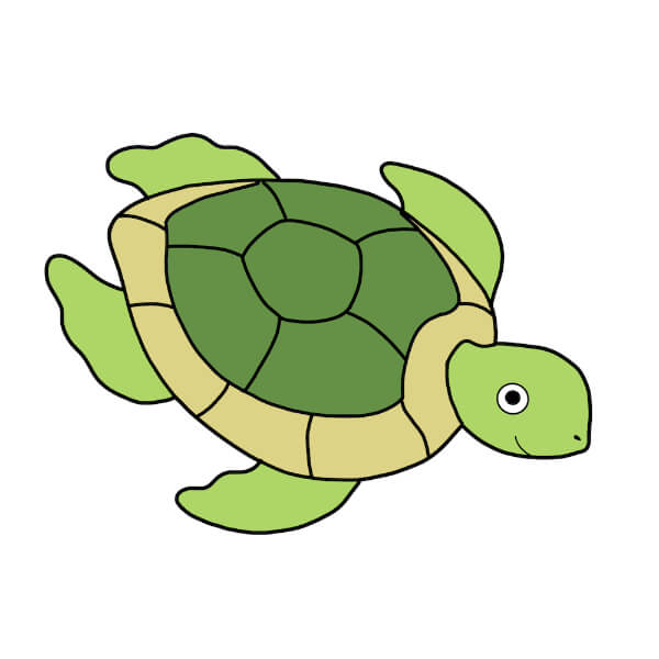 Beautiful Turtle Drawing Tutorial