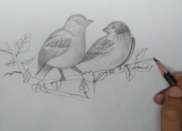 Bird Drawings & Sketches For Kids Birds Pencil Sketch Tutorial