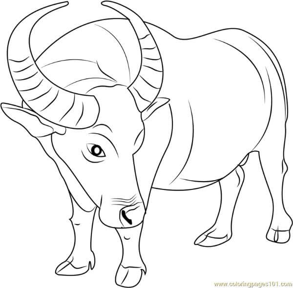 Buffalo Drawing Coloring Pages For Kids