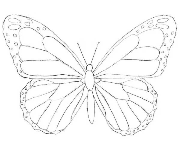 Butterfly Drawing & Sketches For Kids Butterfly Drawing For Beginners