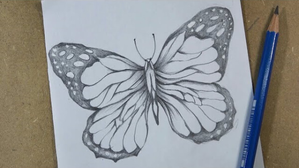 Butterfly Drawing & Sketches For Kids Butterfly Pencil Sketch Step By Step