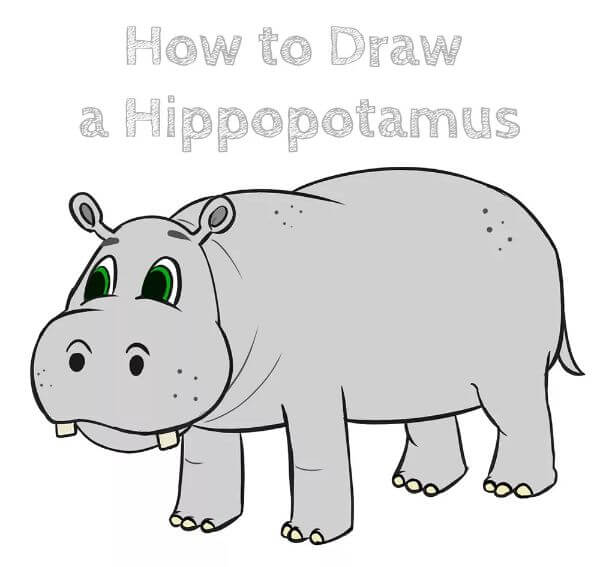 Cartoon Hippopotamus Drawing
