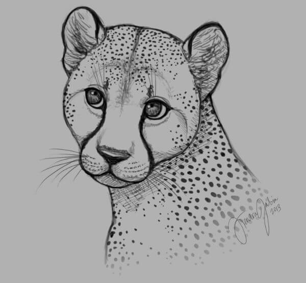 Cheetah Drawing & Sketch Art Project For Kids