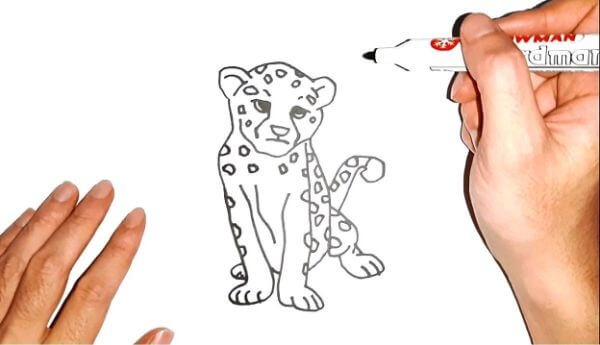 Cheetah Drawing Lesson Step By Step