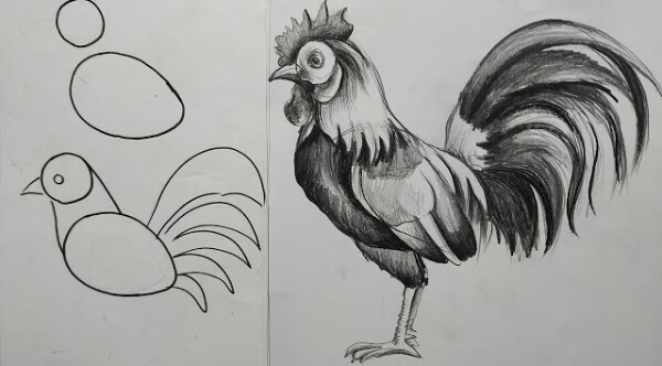 Chicken Easy Pencil Sketch Drawing