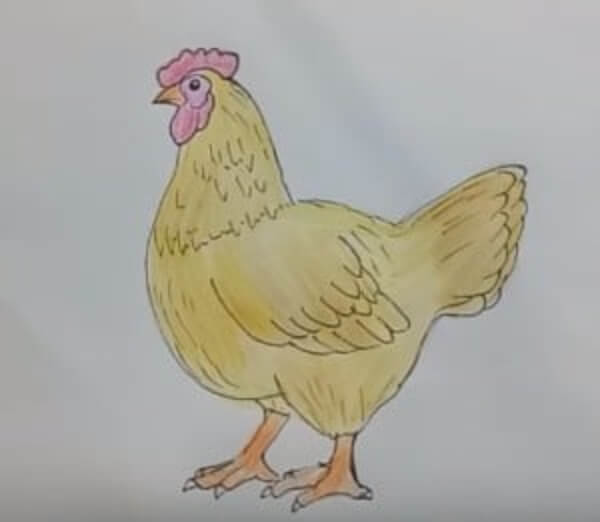 Chicken Hen Drawing For Kids