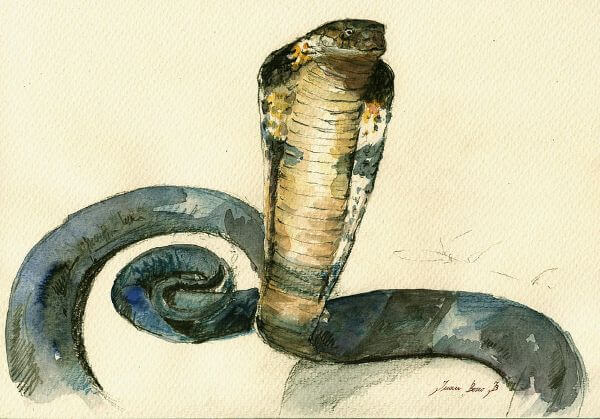 Cobra Snake Painting With Watercolor
