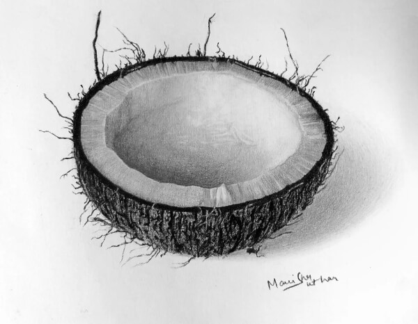 Coconut Shell Drawing  For Kids