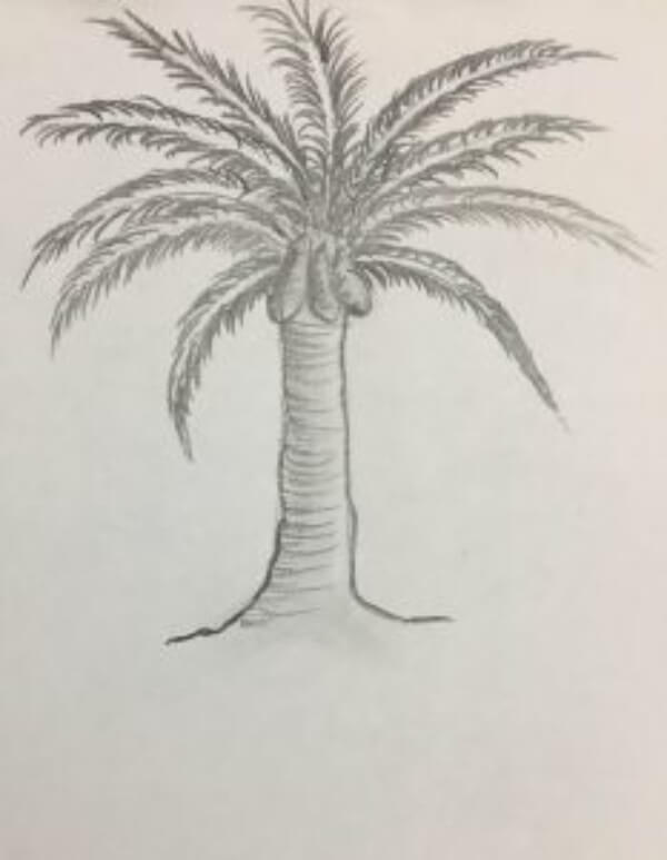  Coconut Tree Drawing Tutorial Coconut Drawing & Sketches for Kids
