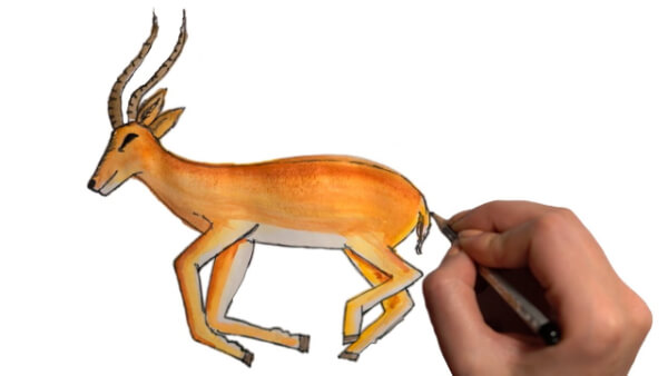 Antelope Drawing & Sketches For Kids Colorful Antelope Drawing Tutorials For Kids
