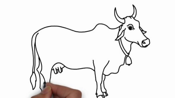 Cow Draw With Colored Marker For Kids