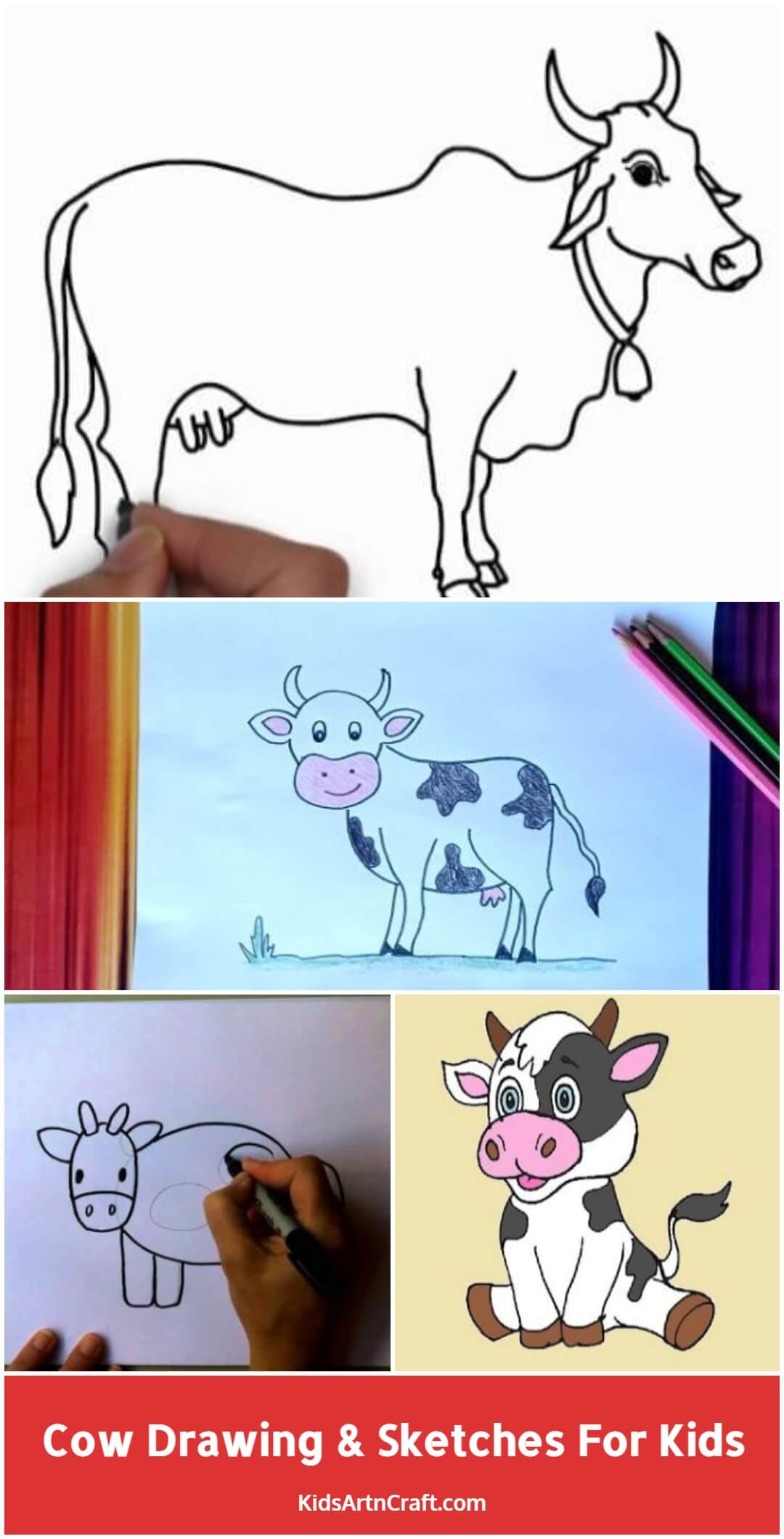 Cow Drawing & Sketches For Kids