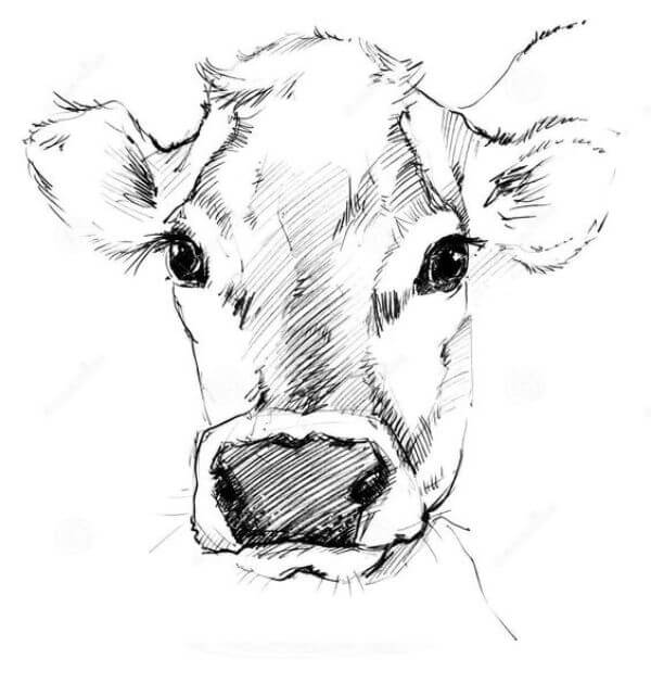 Cow Drawing Sketch For Kids
