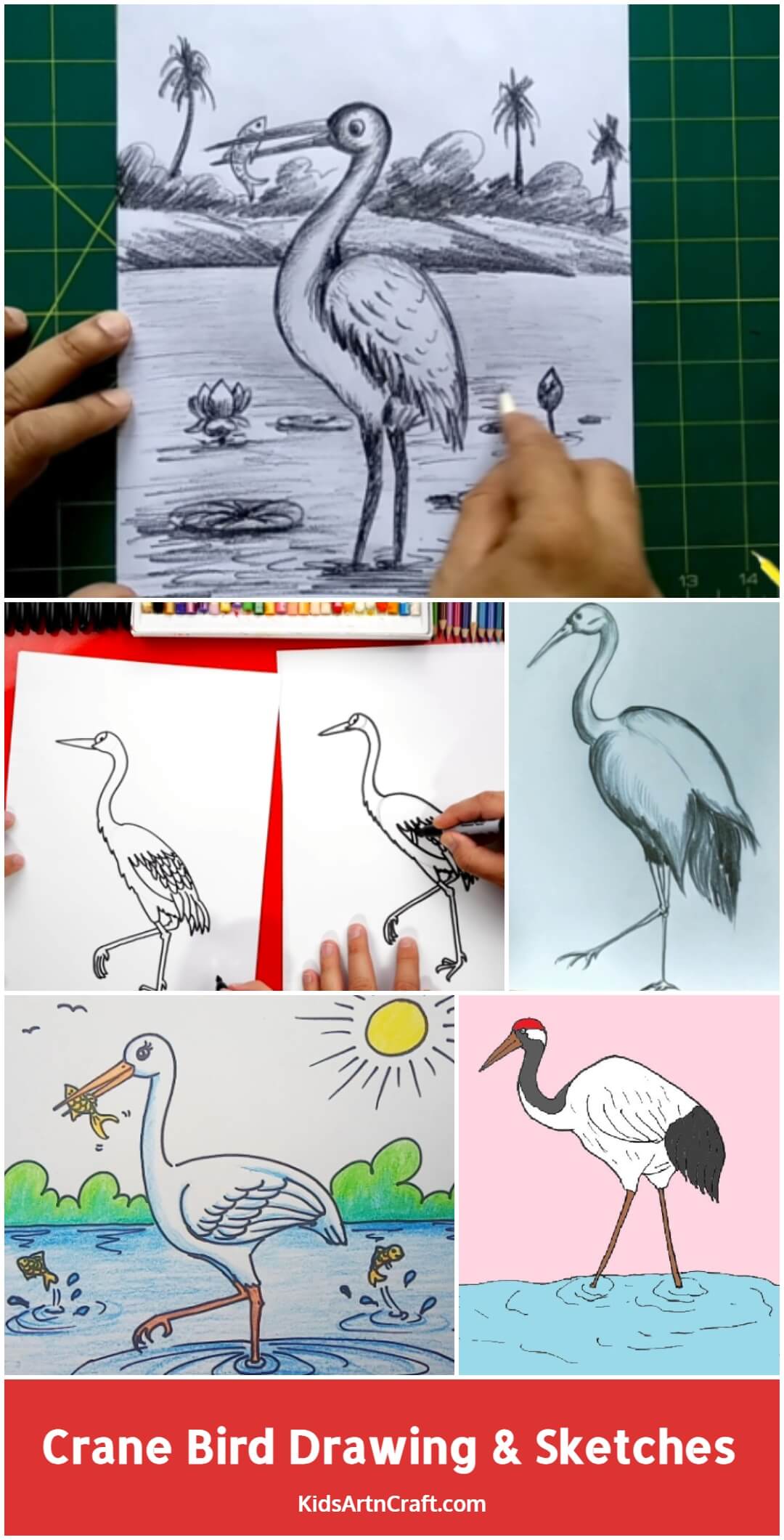 Crane Bird Drawing & Sketches for Kids