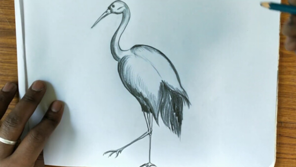 Crane Bird Pencil Sketch Art For Kids