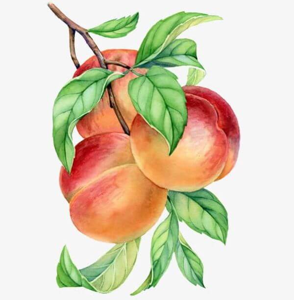 Creative Painting Fruit Peach Branch
