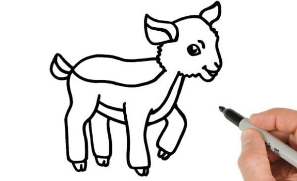 Cute Baby Goat Animal Drawing & Sketch For Kids