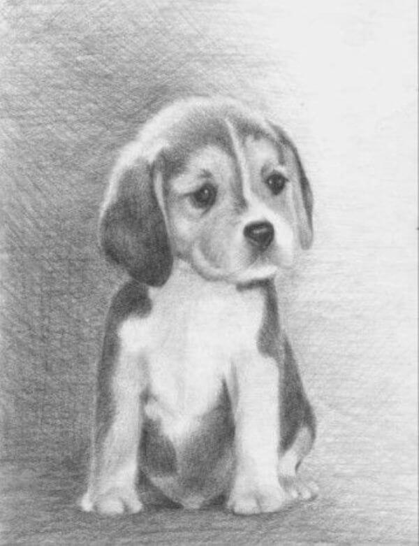 Cute Dog Drawing Sketches For Kids 