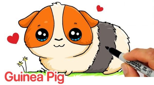 Cute Guinea Pig Drawing & Sketches For Kids
