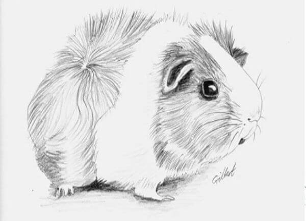 Cute Guinea Pig Pencil Drawing For Kids