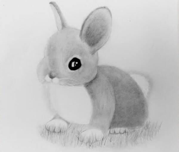 Cute Rabbit Pencil Drawing & Sketch For Kids