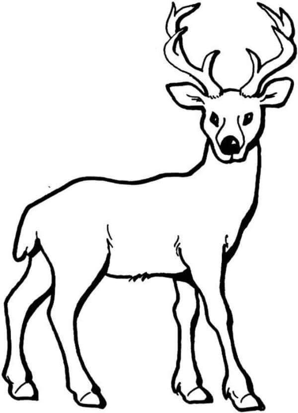 Deer Coloring Page For Kids