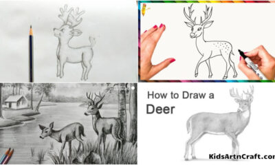 Deer Drawing & Sketches for Kids