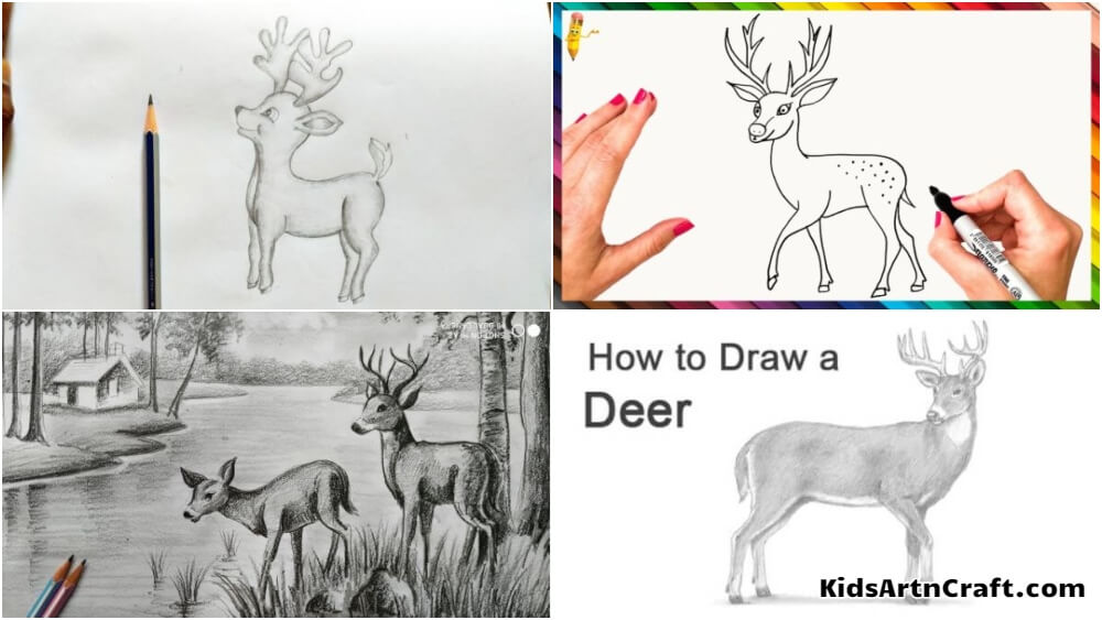 Amazon.com: Whitetail Buck Pencil Drawing Deer Art Print by Artist DJ  Rogers: Posters & Prints