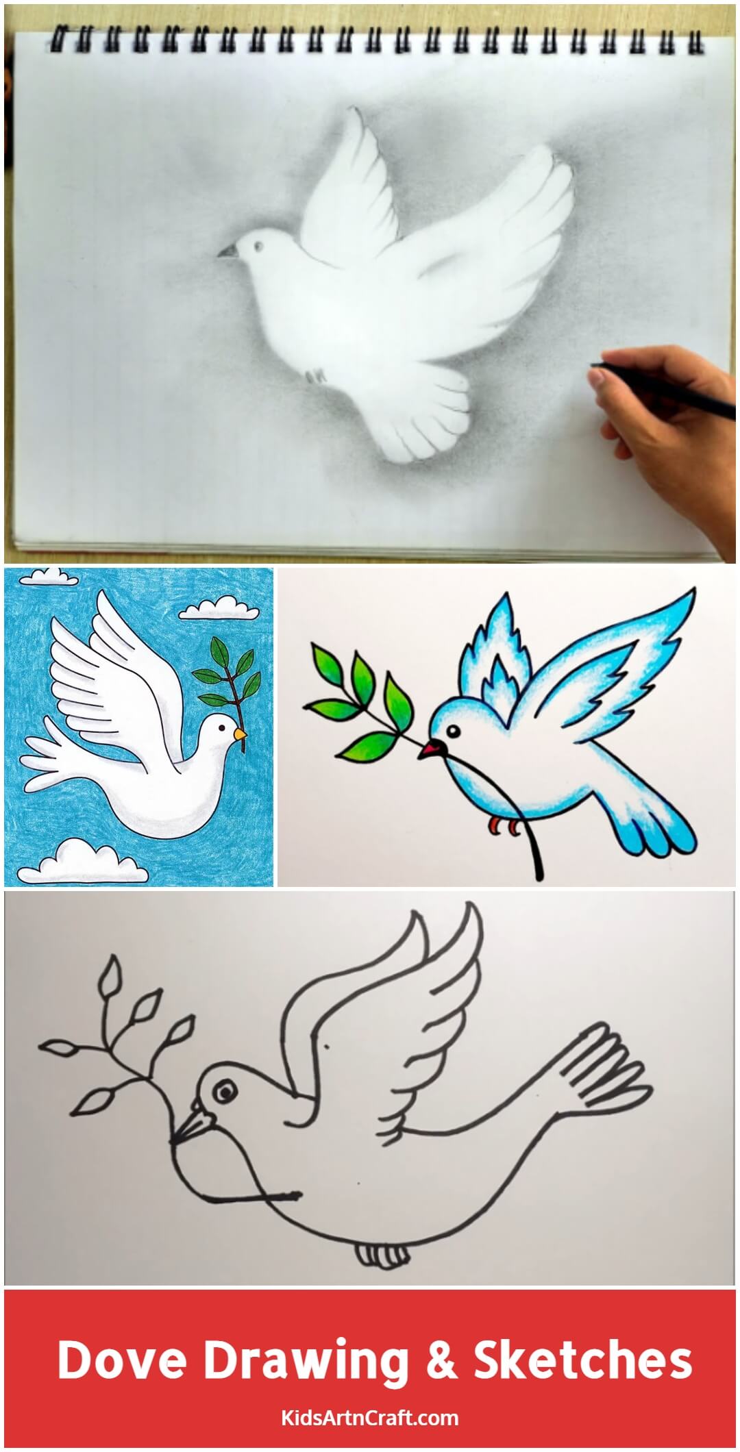 Dove Drawing & Sketches for Kids