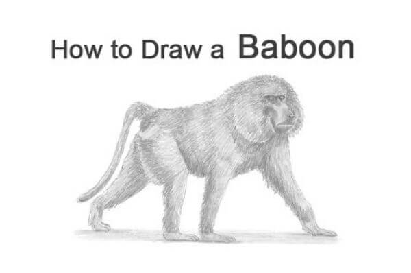 Draw & Sketch Baboon Tutorial