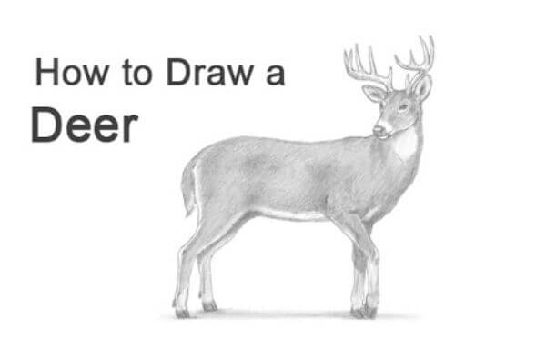 Draw White Tailed Deer For Beginners