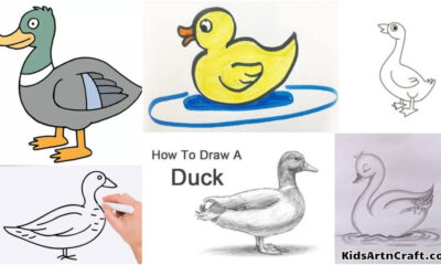 Duck Drawing &  Sketches for Kids