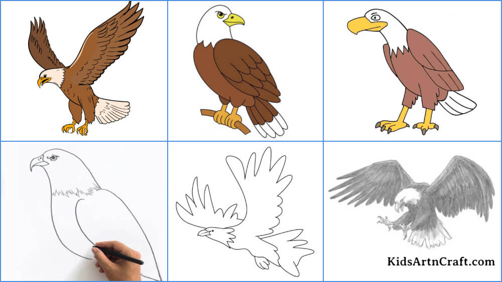 Learn How to Draw Bald Eagle Full Body Bird of prey Step by Step  Drawing  Tutorials