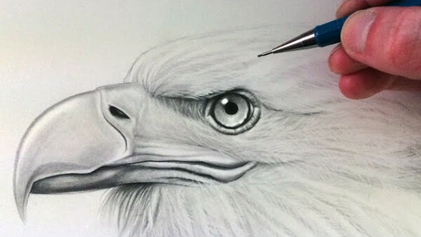 Eagle Head Pencil Drawing