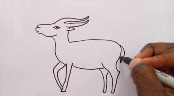 Antelope Drawing & Sketches For Kids Easy Antelope Drawing Tutorial