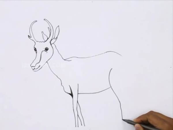 Easy Antelope Drawing For Kids