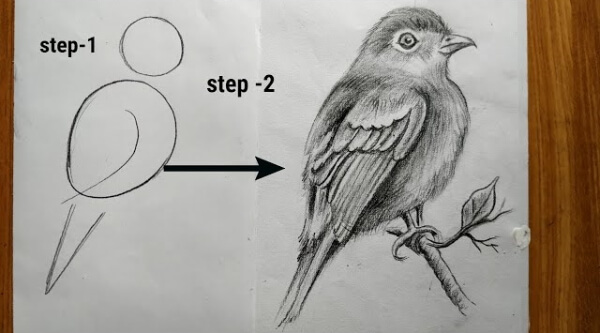 Easy Bird Pencil Sketch